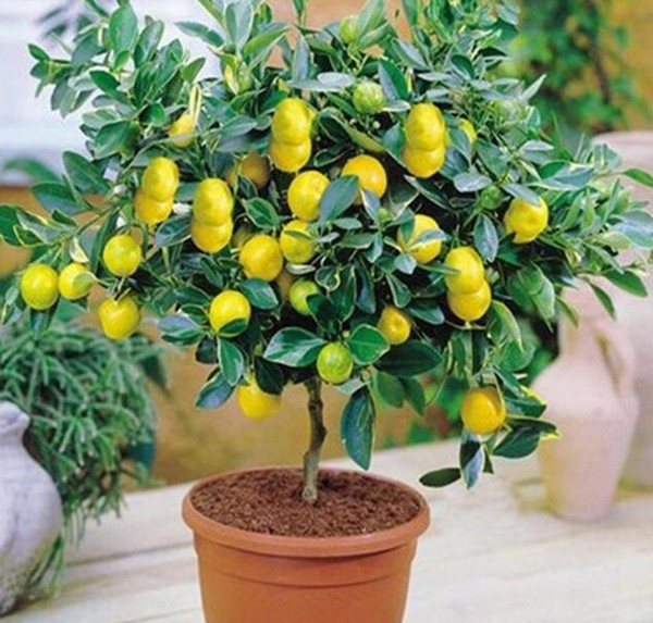Как вырастить лимон в домашних условиях: ароматное деревце в качестве комнатной культуры