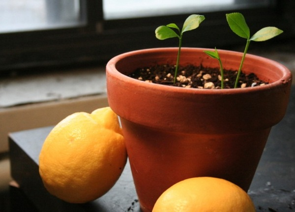 Как вырастить лимон в домашних условиях: ароматное деревце в качестве комнатной культуры