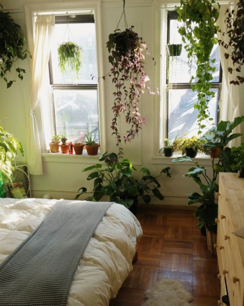 Комнатные растения в интерьере спальни — приятное озеленение в любом доме (63 фото)
