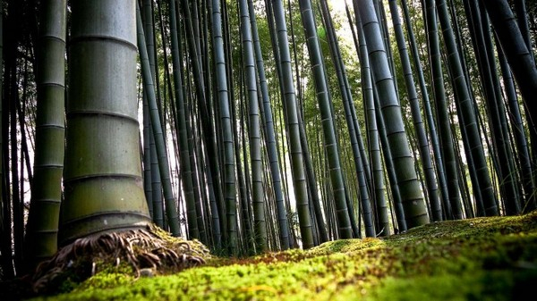 Как использовать бамбук в интерьере — 30 фото